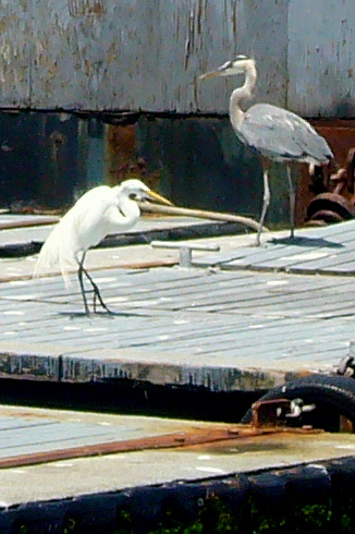 Great Blue Heron and Egret Scrounge for Food